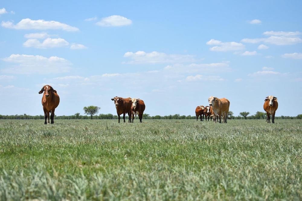 créditos a tasa cero sequía
