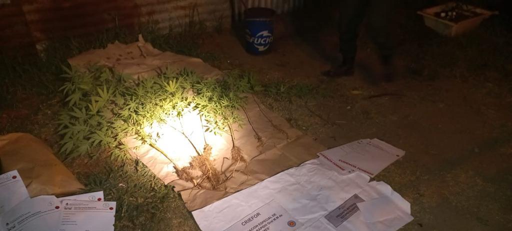 19 plantas marihuana Rosario