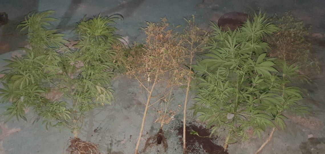 Realizan nueve allanamientos y detienen a seis personas en Rosario (3)