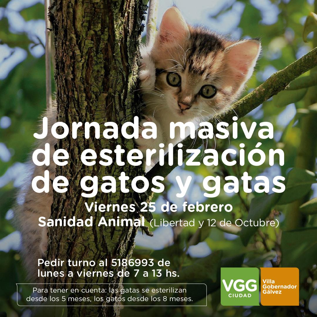 GraficaEsterilizacionGatos