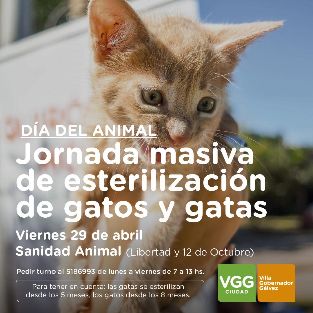 GraficaEsterilizacionGatosDiaAnimal