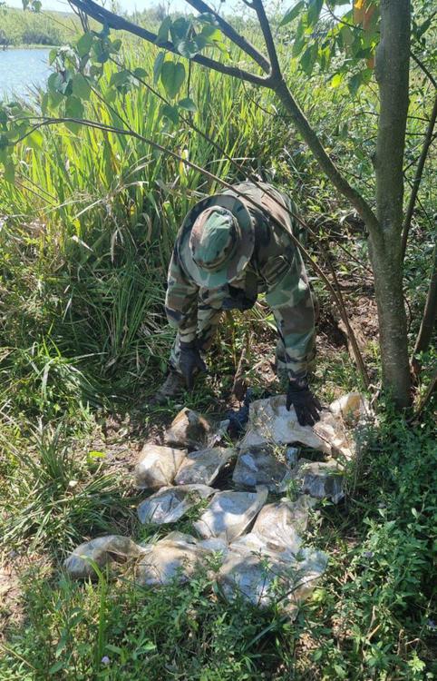Gendarmes secuestran más de 9 kilos y 13 plantas de marihuana en dos procedimientos (2)