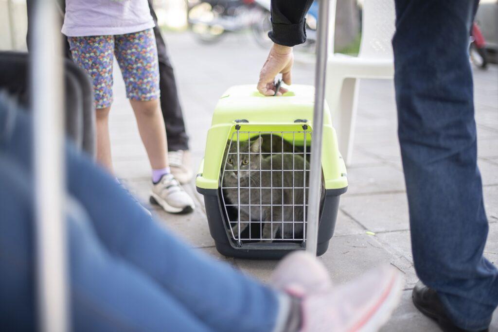 vacunacion perros gatos7-