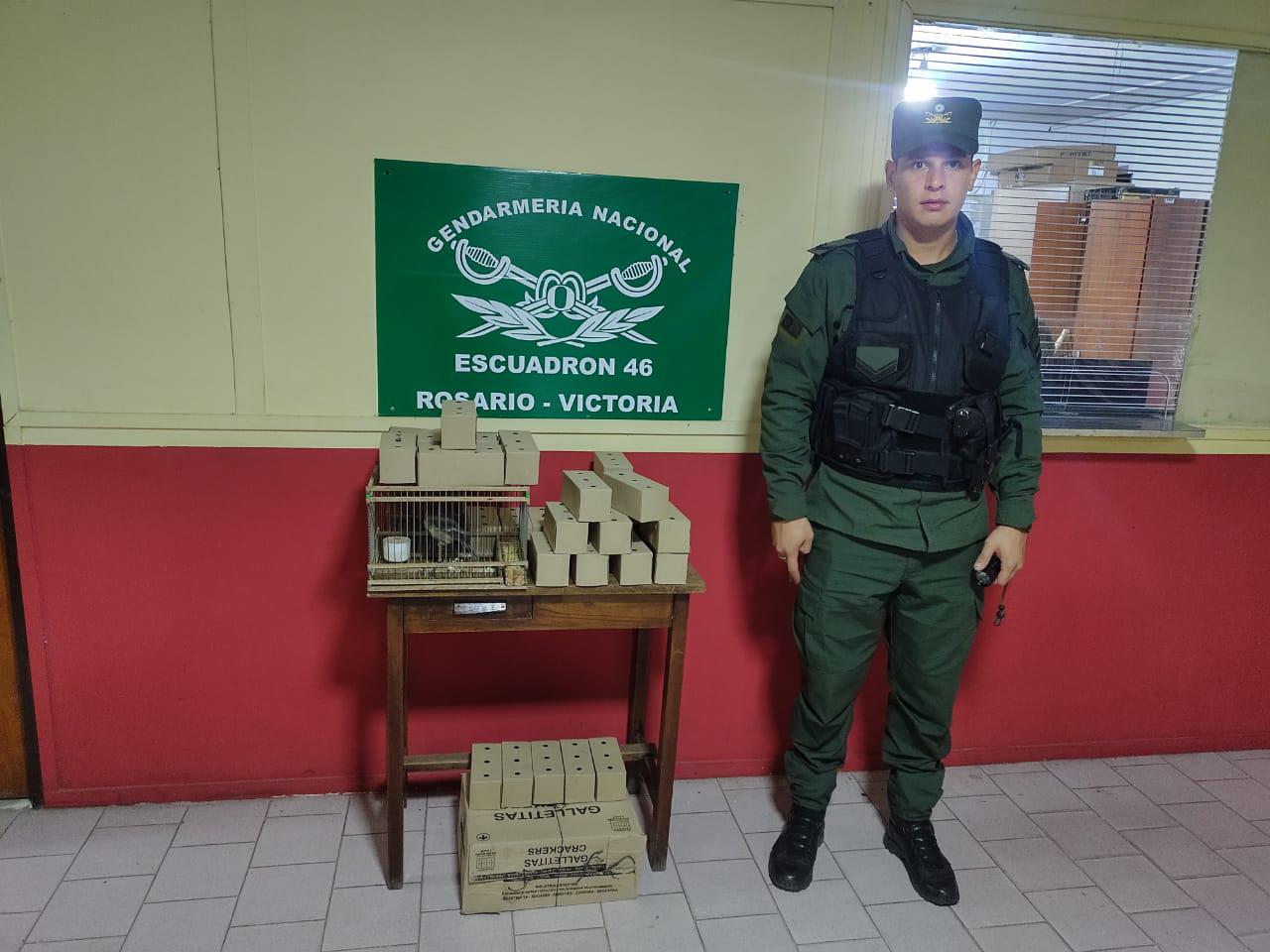 Trasladaban 51 aves ilegales en el baúl de un auto (2)
