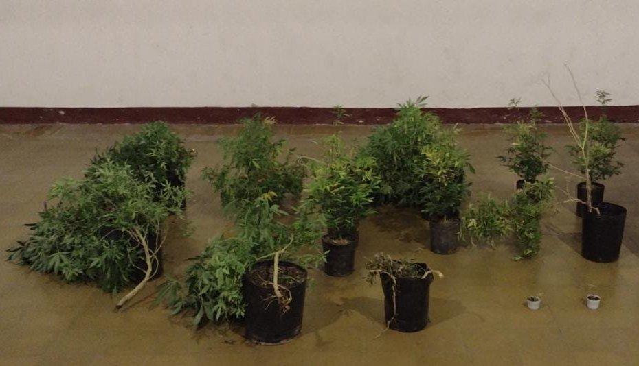 Gendarmes secuestran más de 9 kilos y 13 plantas de marihuana en dos procedimientos (5)