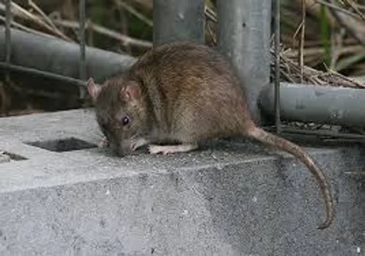 Santa Fe leptospirosis