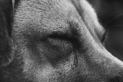 el-lagrimeo-en-tu-perro~2