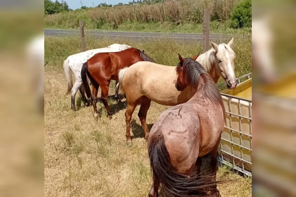 Rescate y Adopciones Cordón Industrial