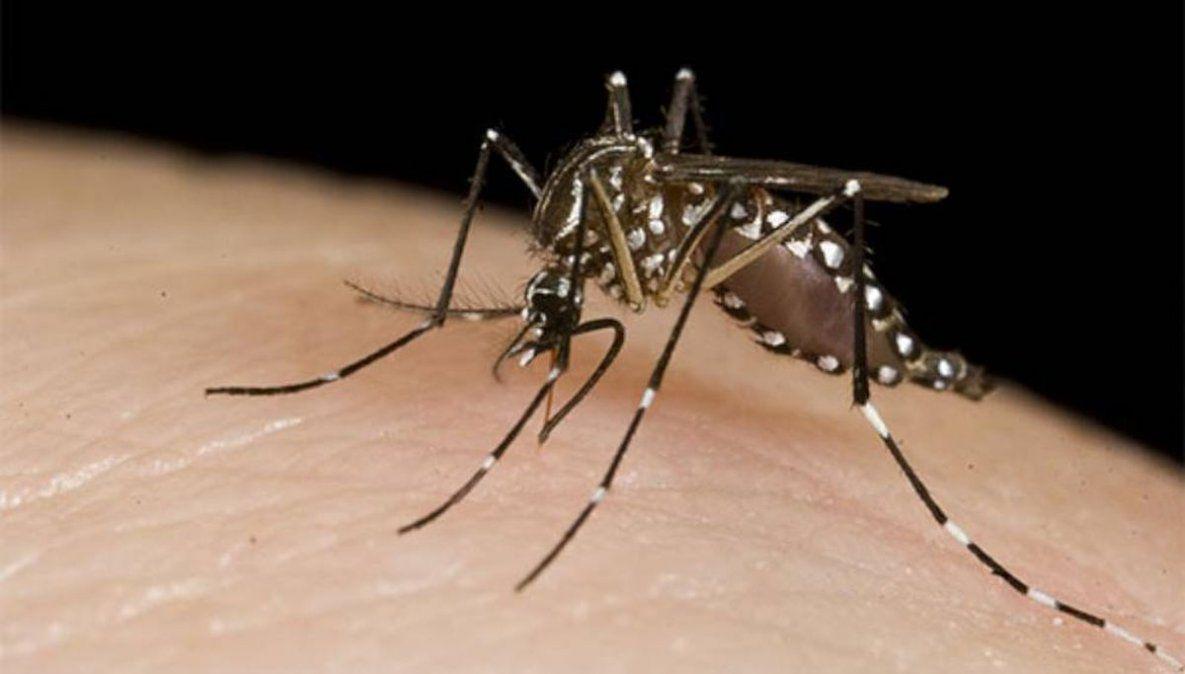 dengue-1