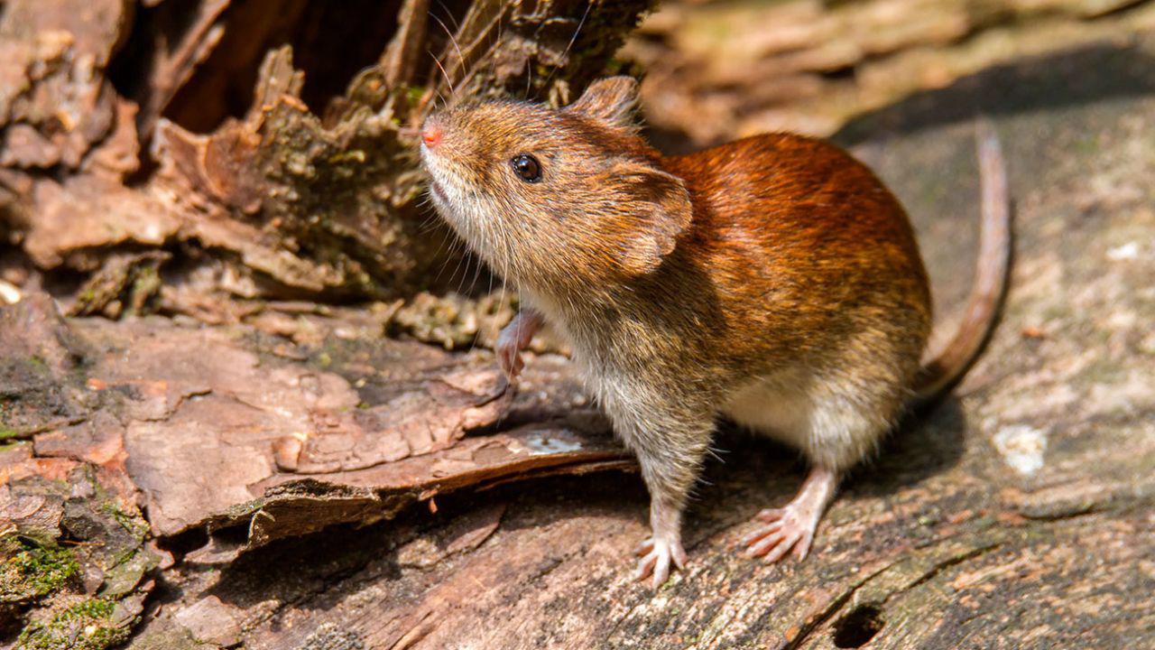 hantavirus