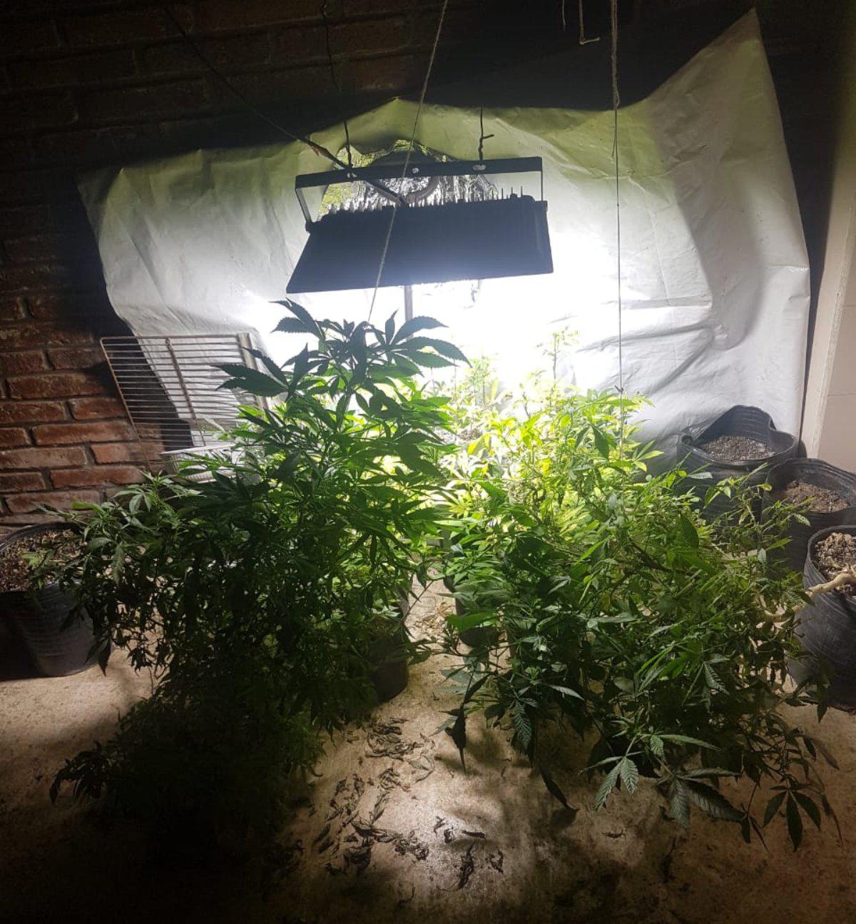 Gendarmes secuestran más de 9 kilos y 13 plantas de marihuana en dos procedimientos (4)