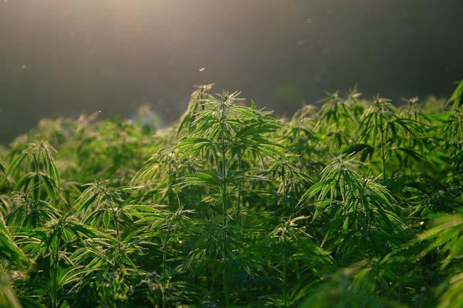 04-20_dia-mundial-marihuana_plantacion_m