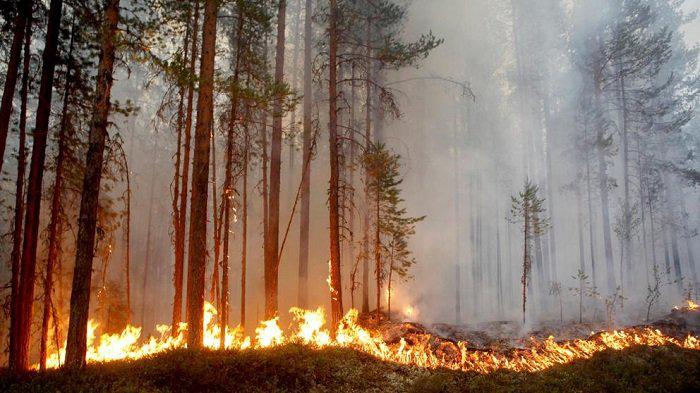 Incendios-Forestales-Medio-Ambiente
