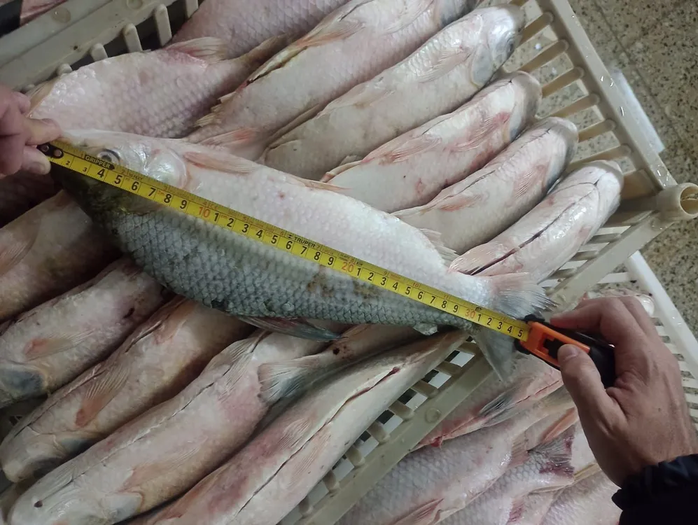 WhatsApp Image 2026-04-01 at 08.09.18