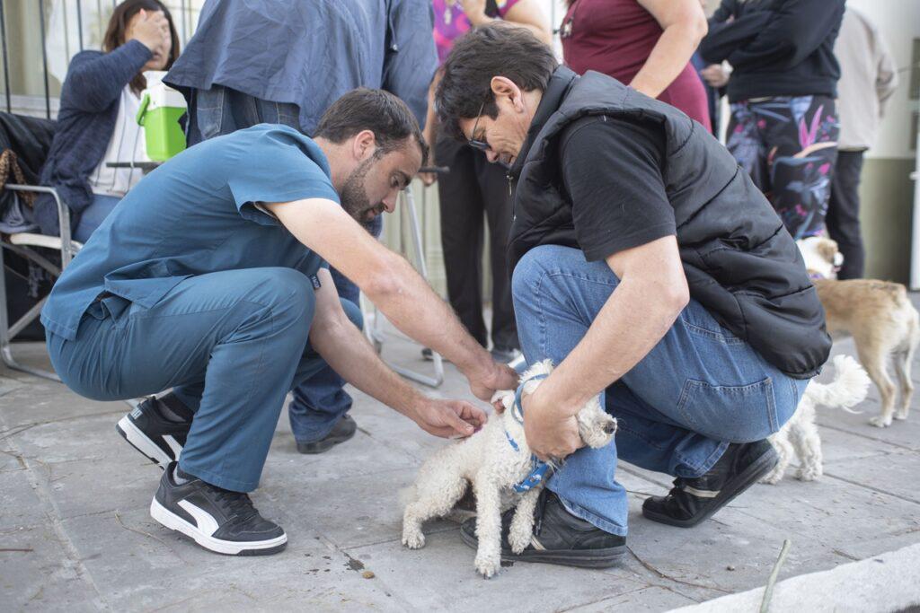 vacunacion perros gatos2-