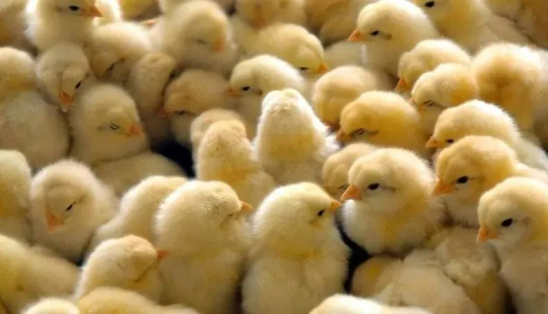 polllitos