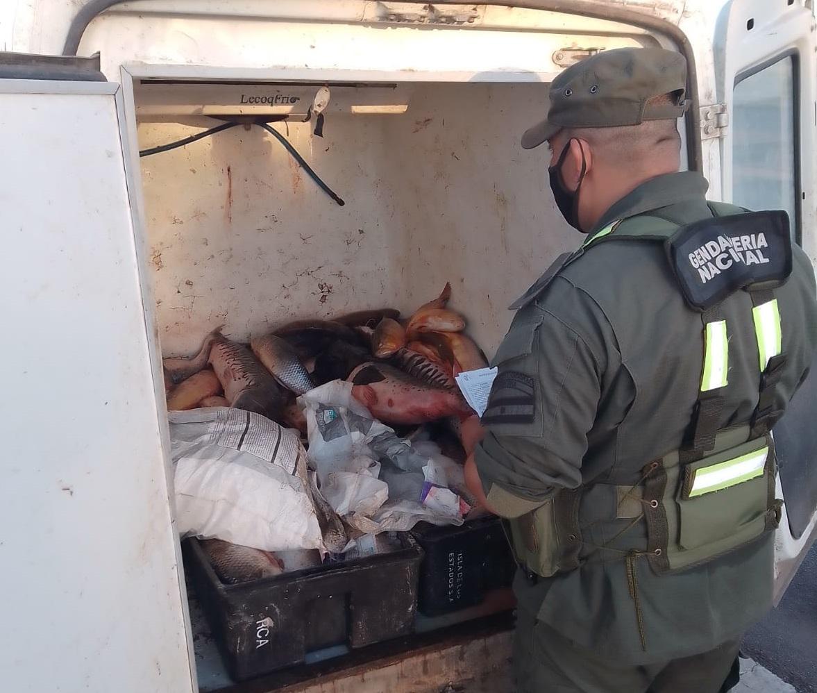 Incautan 227 kilos de pescados sin documentación