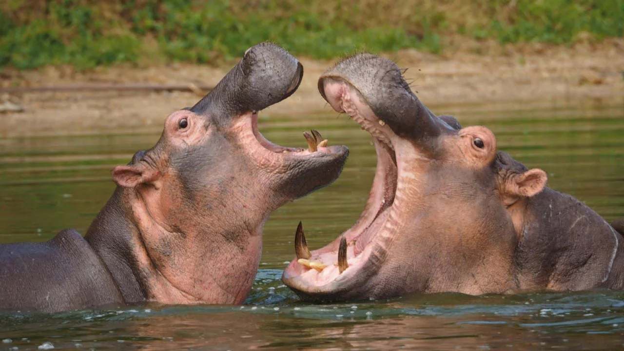 eutanasia hipopotamo