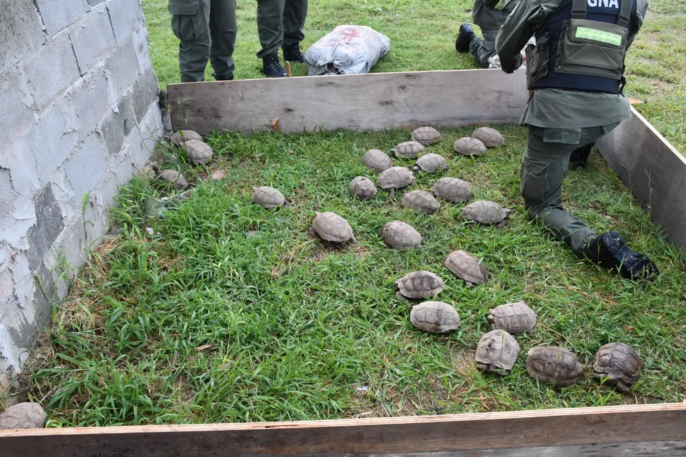 Santa Fe. Descubren 150 tortugas y 100 aves silvestres ocultas en la carga de un camión2