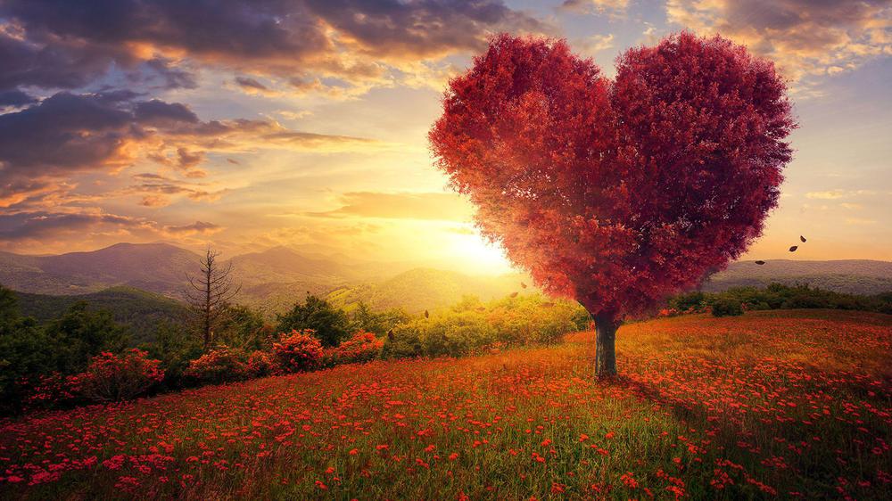 Sunrises_and_sunsets_Poppies_Trees_Heart_550380_2560x1440