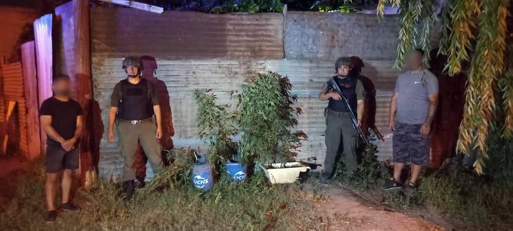 19 plantas marihuana Rosario (3)