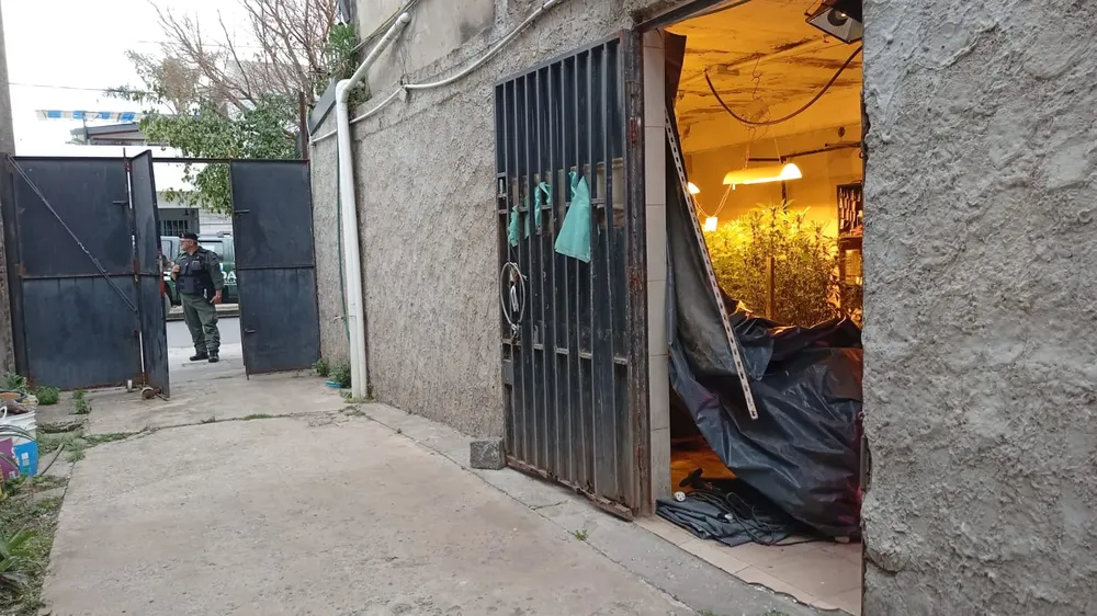 Encuentran un invernadero en Rosario (2)