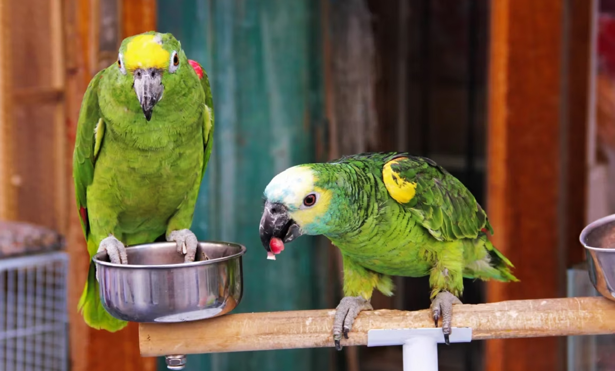Loros