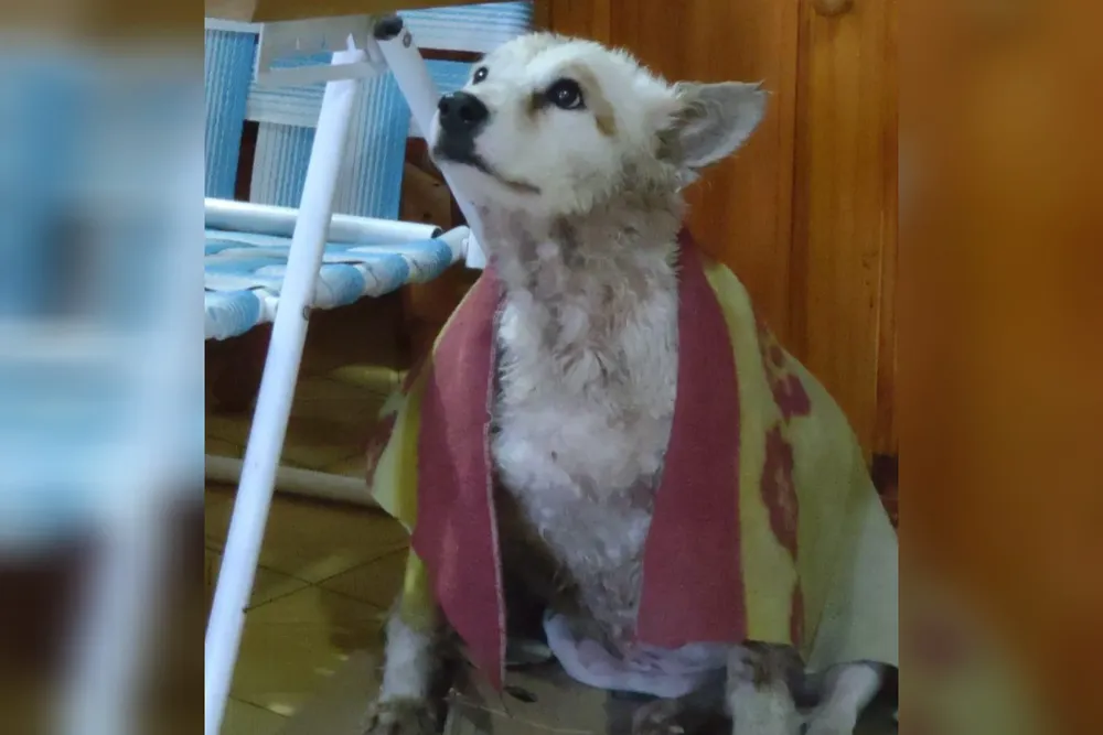 La historia de la perrita Blanca 