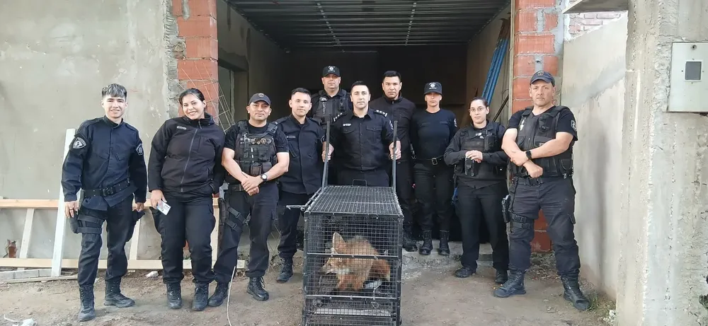 Rescataron un aguará guazú