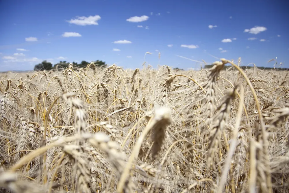 exportaciones cereales