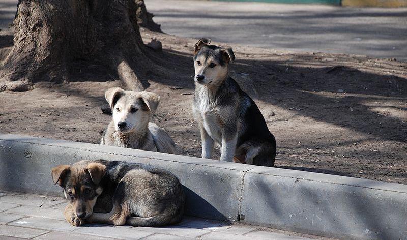 27 De Julio Día Internacional Del Perro Callejero