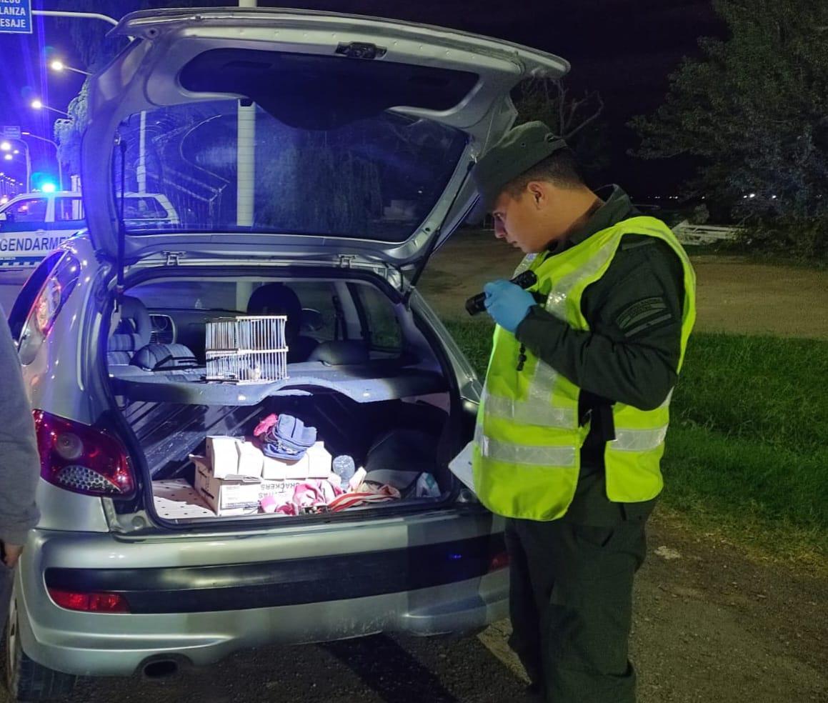 Trasladaban 51 aves ilegales en el baúl de un auto (1)