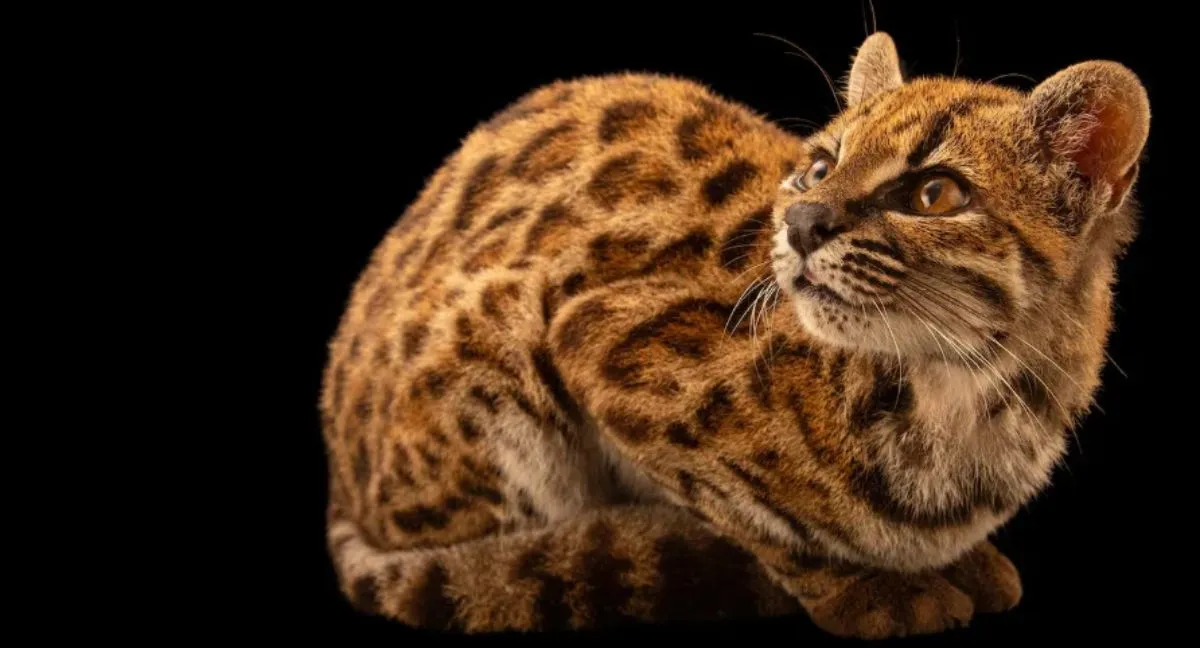nueva especie de gato silvestre en bolivia