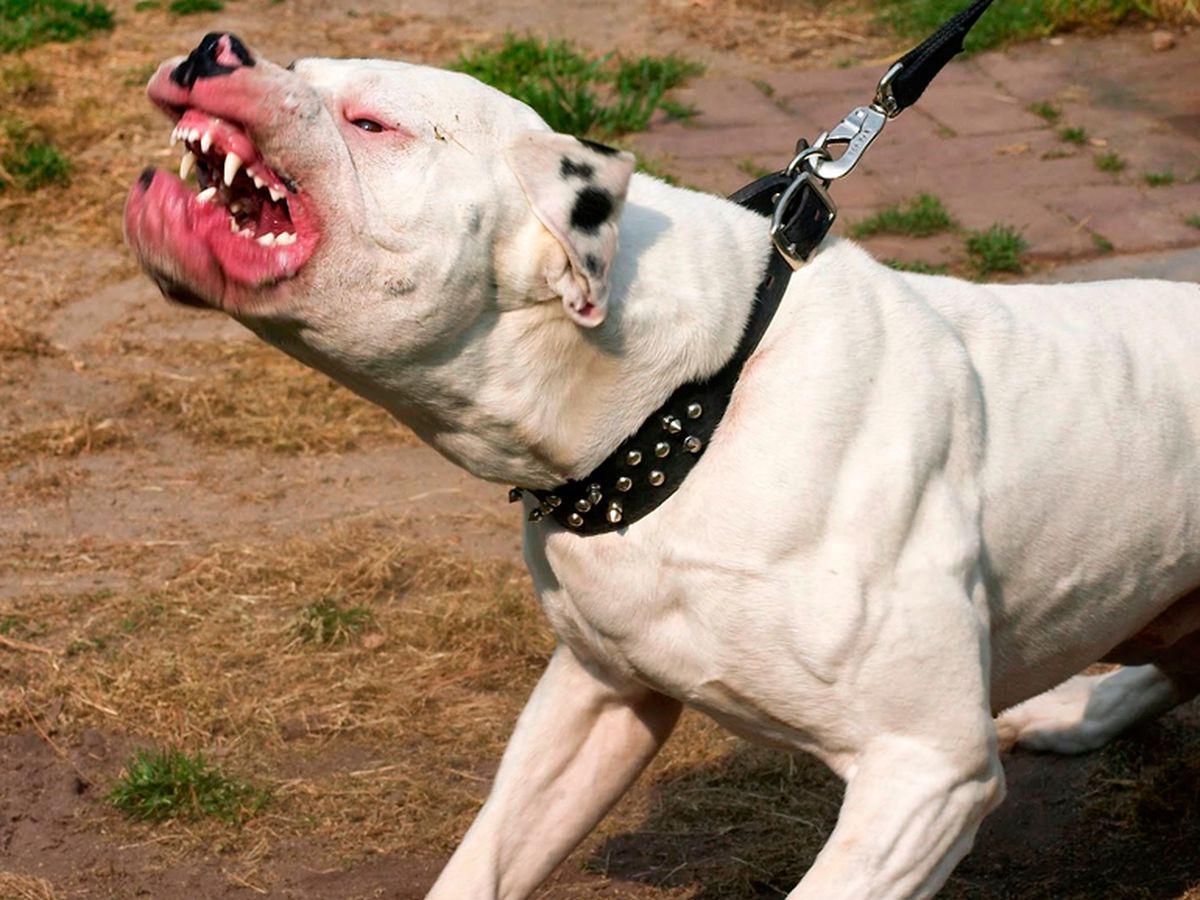 pitbull