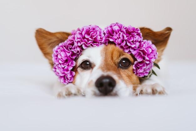 hermoso-perro-jack-russell-casa-corona-flores-color-purpura-concepto-primavera-estilo-vida_139317-4563
