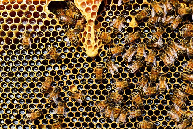 05-20_dia-mundial-de-las-abejas_panal_m