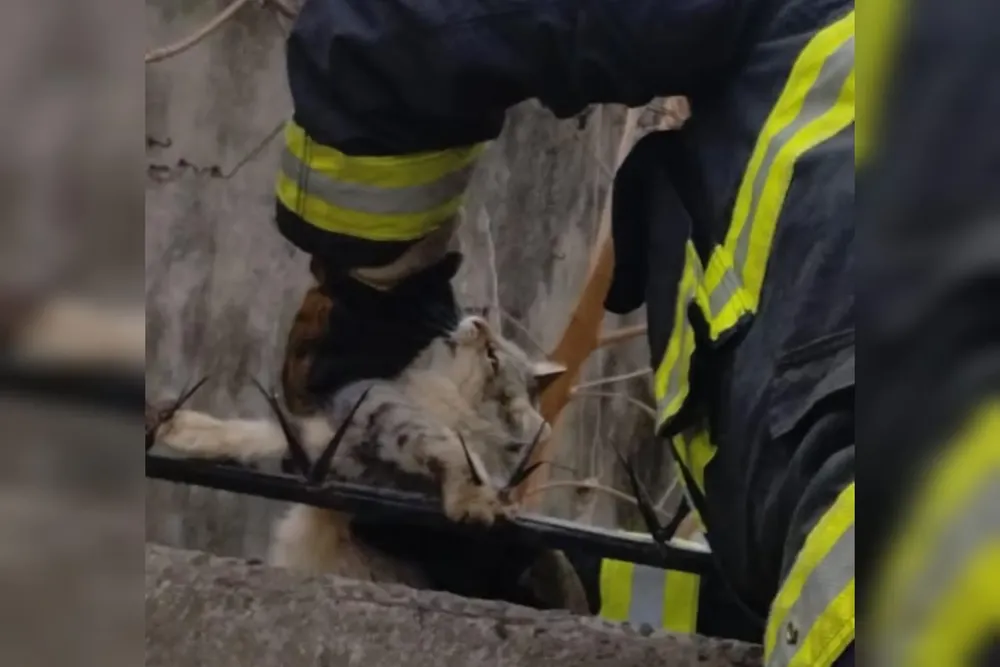 Gato rescatado por Bomberos Zapadores