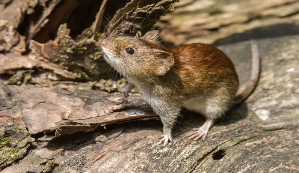 Fiebre Hemorrágica Argentina