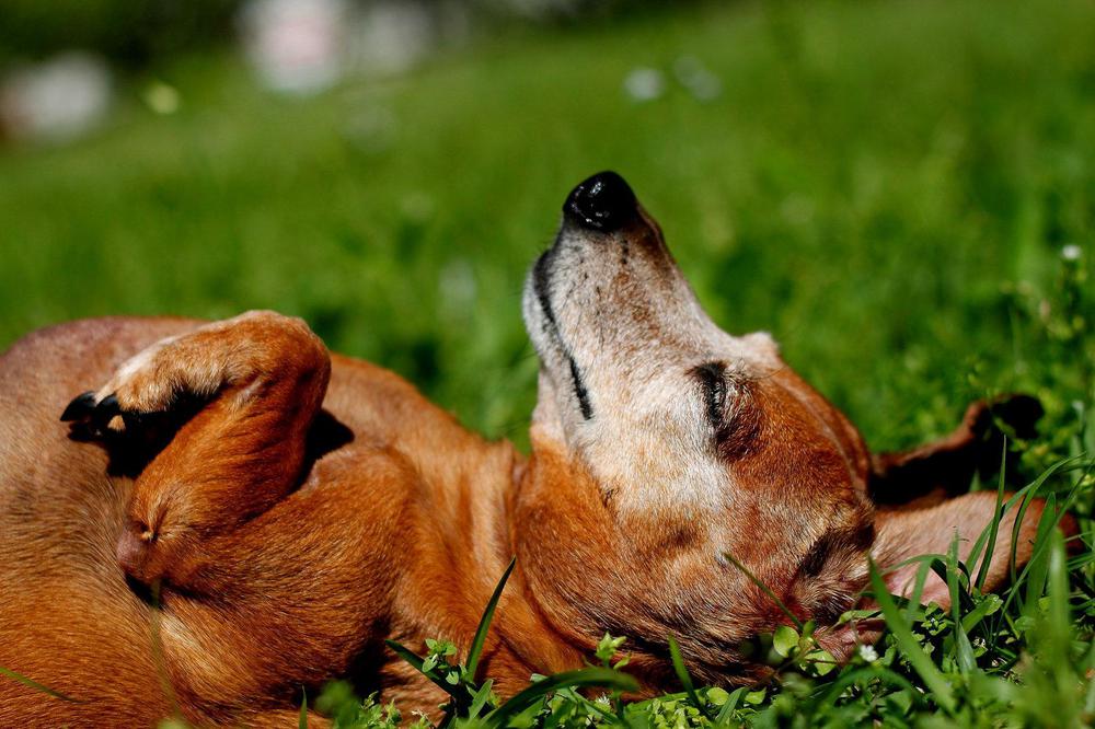 a_happy_dog_in_the_sun_by_dwagonite-d4x5pnv