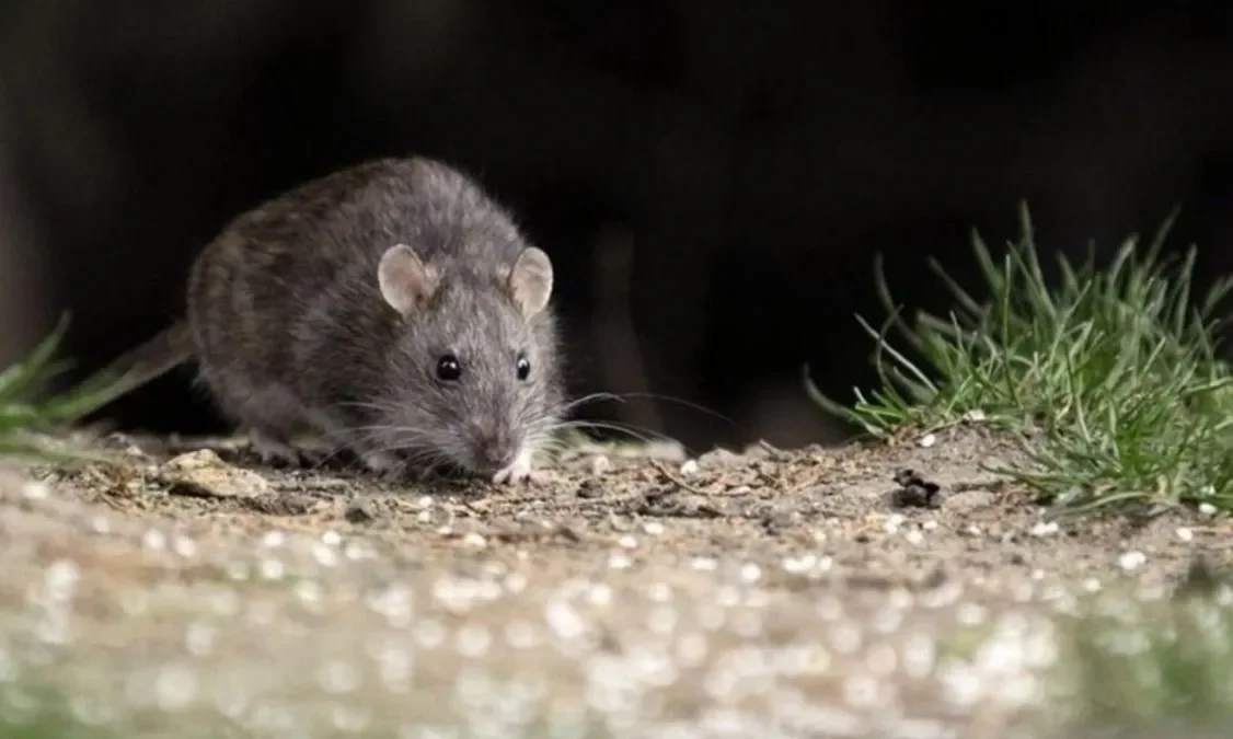Hantavirus