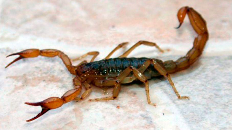 Alacranes