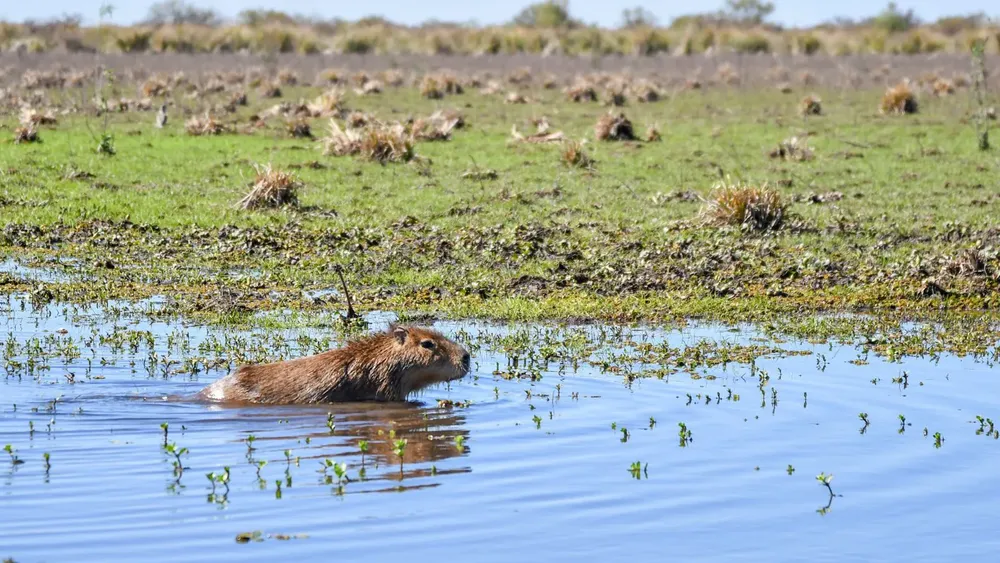 WhatsApp Image 2026-01-10 at 09.11.49