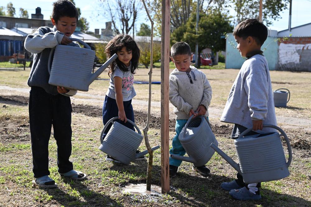 plantacion arbol