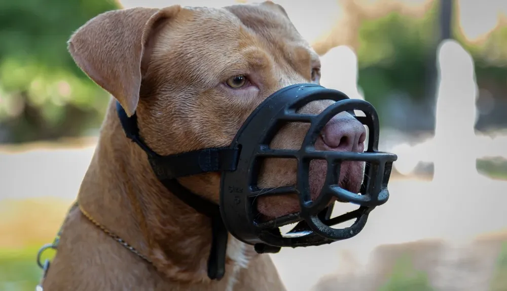 Perros-peligrosos-Ley