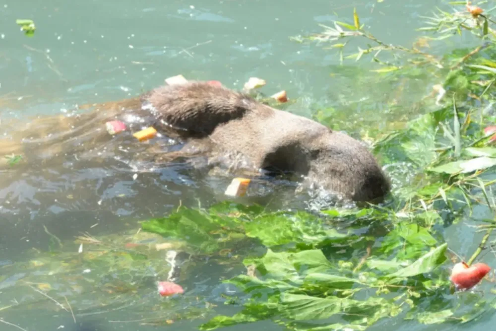 Bartolo, tapir Gentileza: Gente