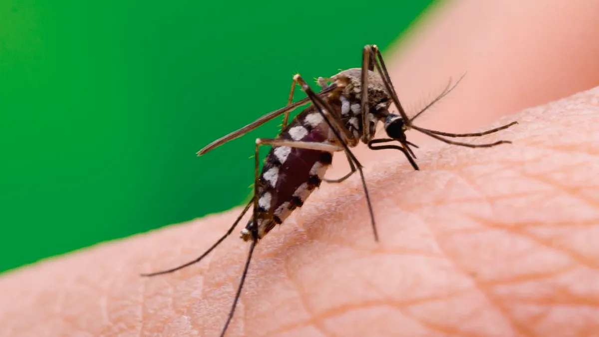 dengue-zika-y-chikungunyapng