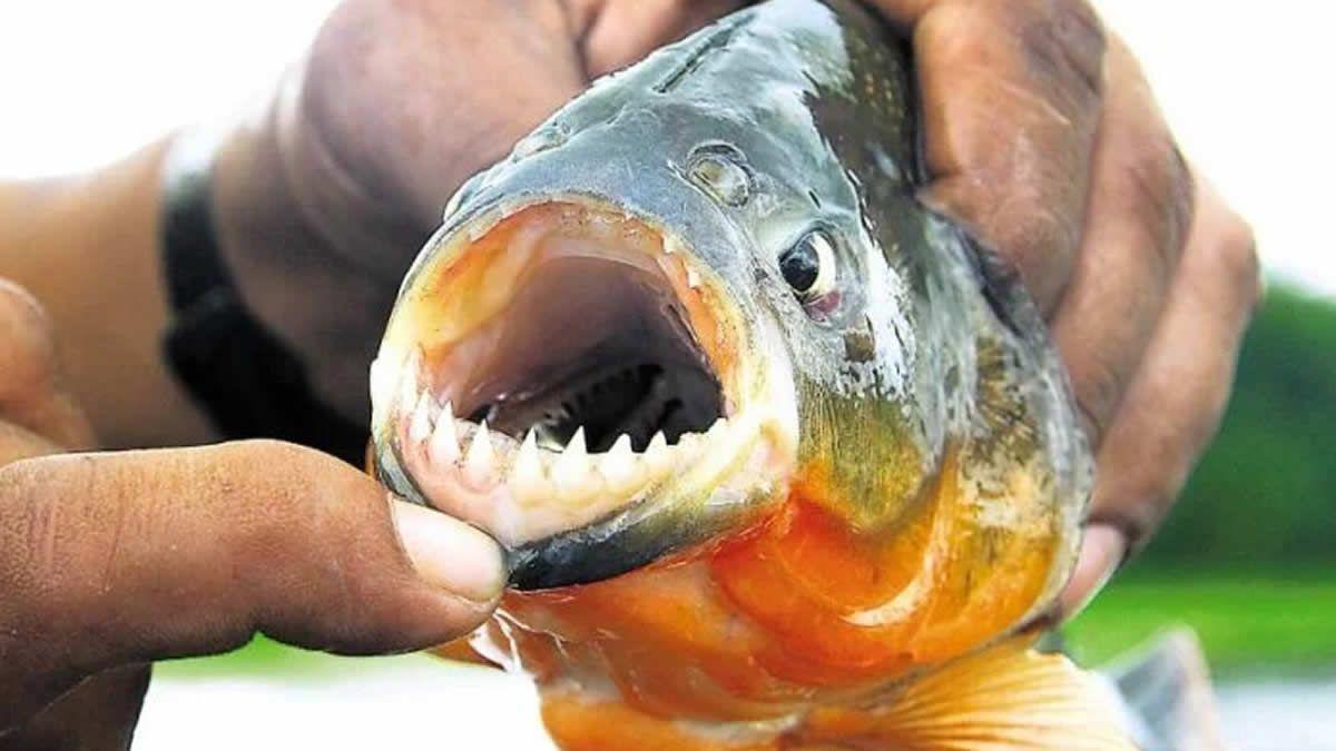 palometas
