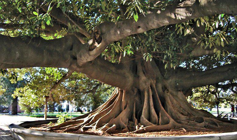 16128758340-portada-arboles-773x458