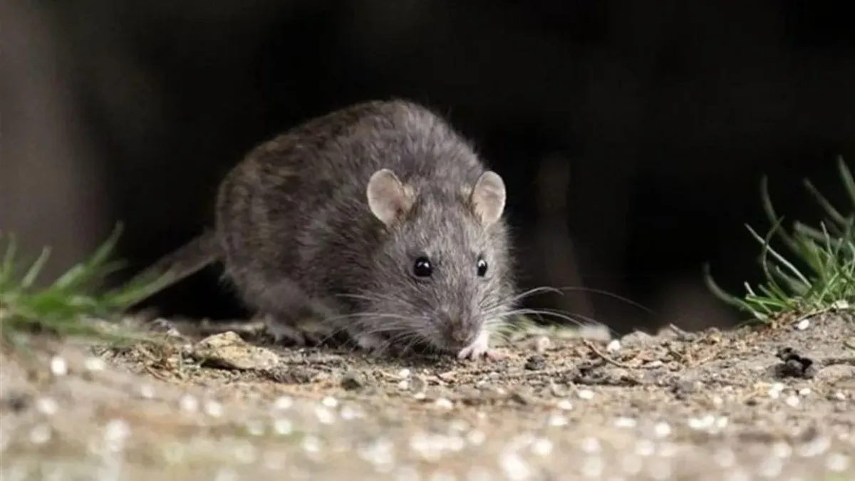 hantavirus
