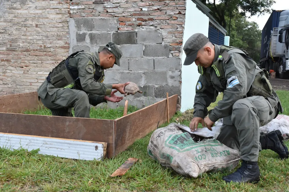 Santa Fe. Descubren 150 tortugas y 100 aves silvestres ocultas en la carga de un camión5